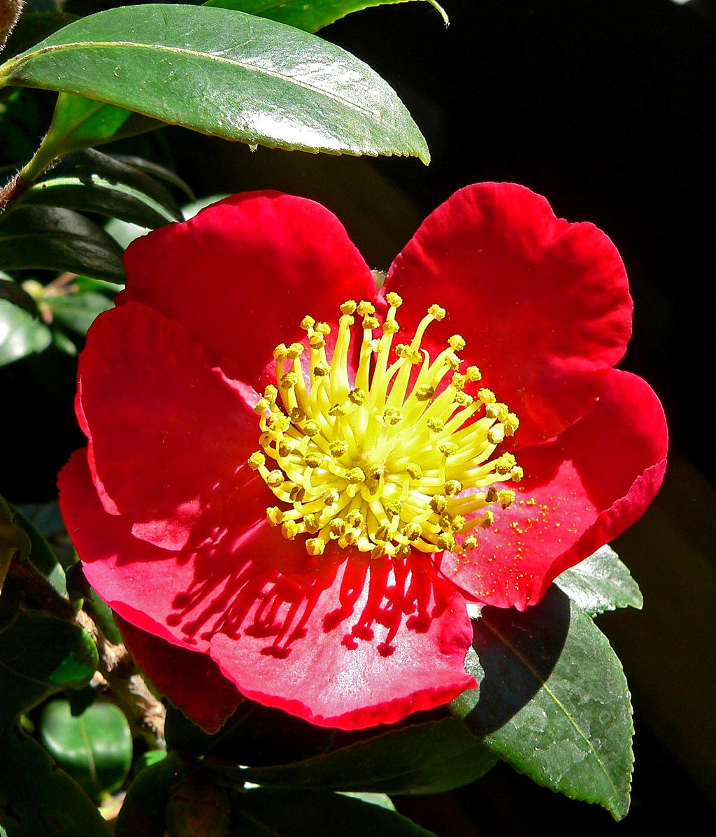 Japanese camellia
