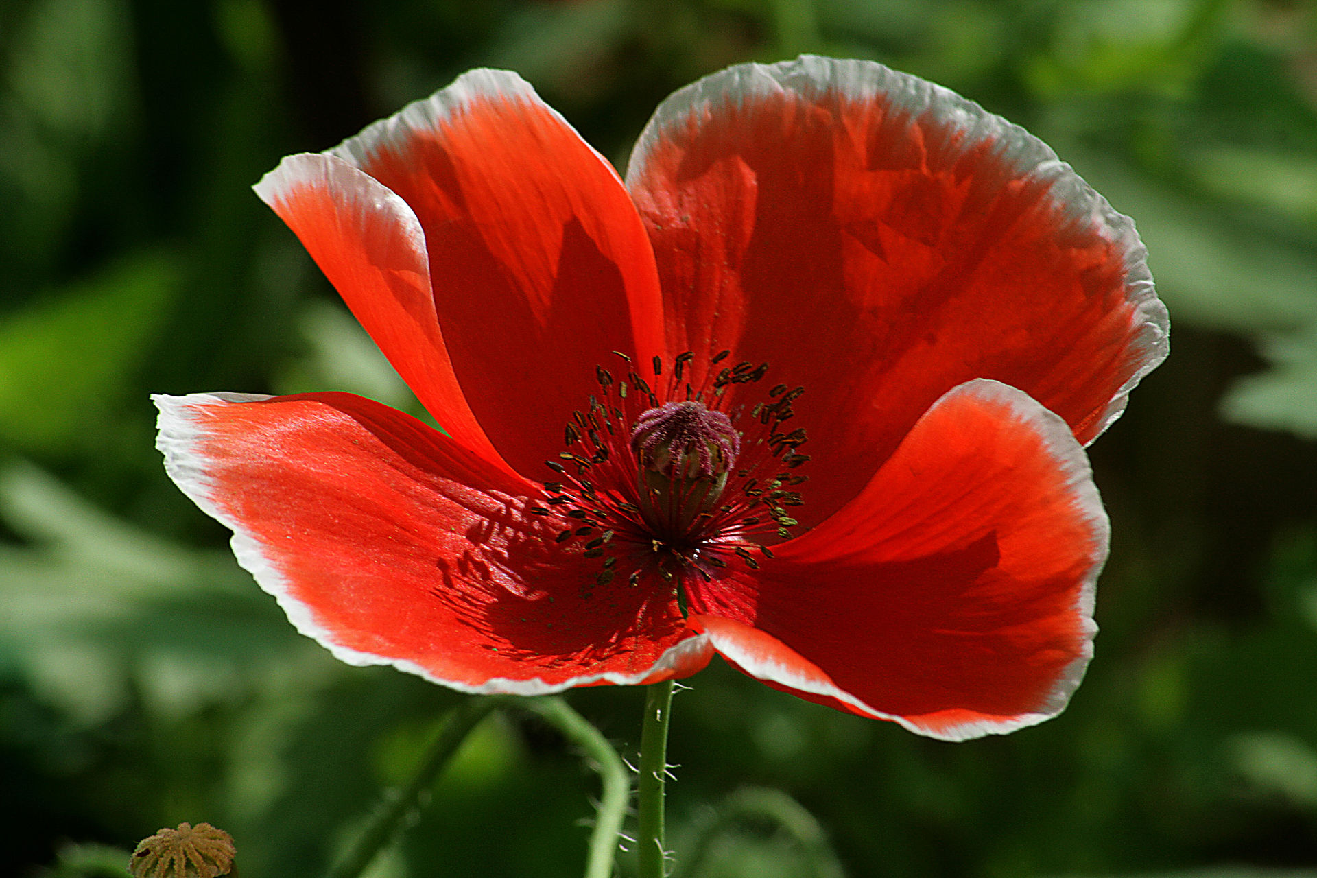 Poppy flower